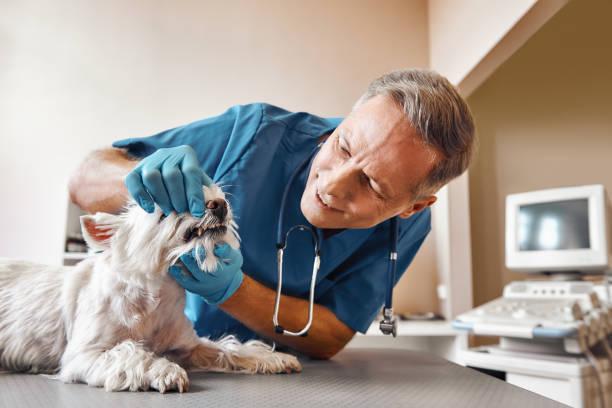 Best 24-Hour Emergency Dental Care in New Castle, PA